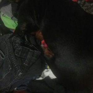 Meet your Posher, Robert